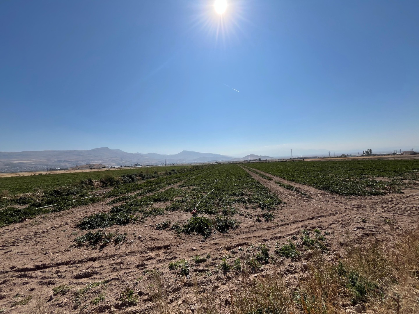 KAYSERİ DEVELİ REŞADİYE MAHALLESİ ÜNİVERSİTE ALTINDA SATILIK TARLA